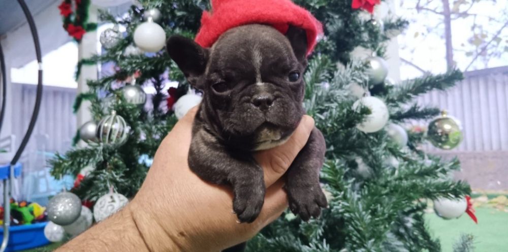 Френски булдог french bulldog