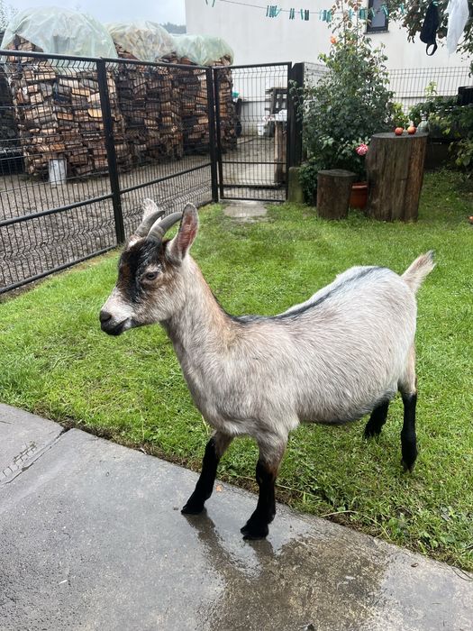 Căpriță alpina franceza
