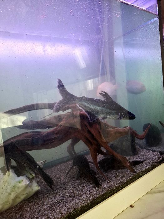 Аквариум с цяло оборудване