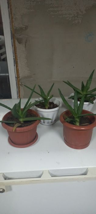 Продам Алоэ вера