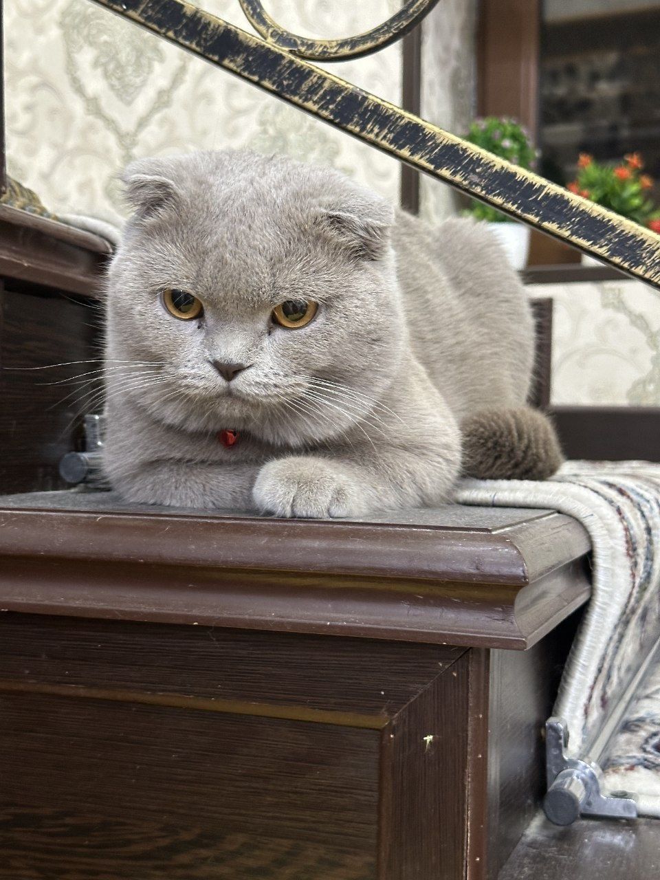 Скоттиш Фолд сотилади