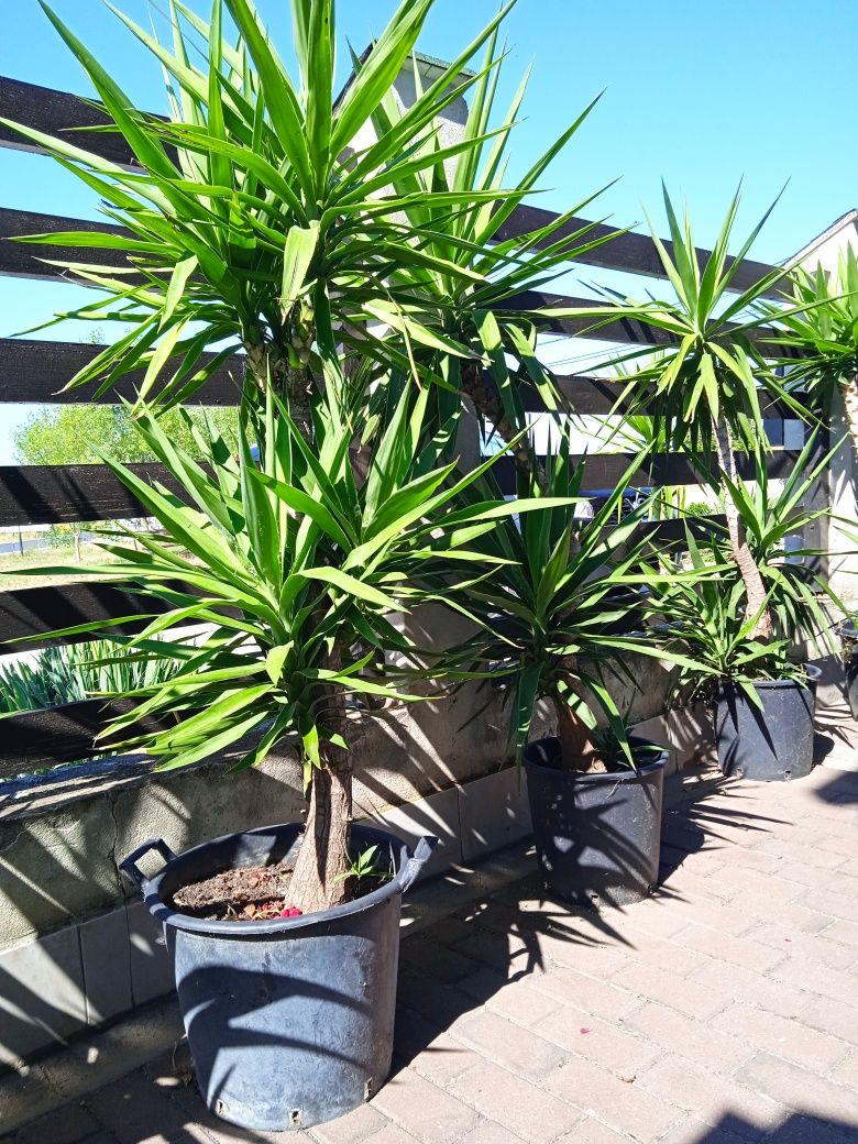 Yucca /Yucca Elephantipes 250cm