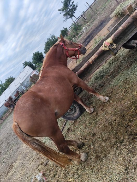 Iapa 5ani buna de Ham