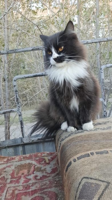 Отдам в добрые руки кошечек!