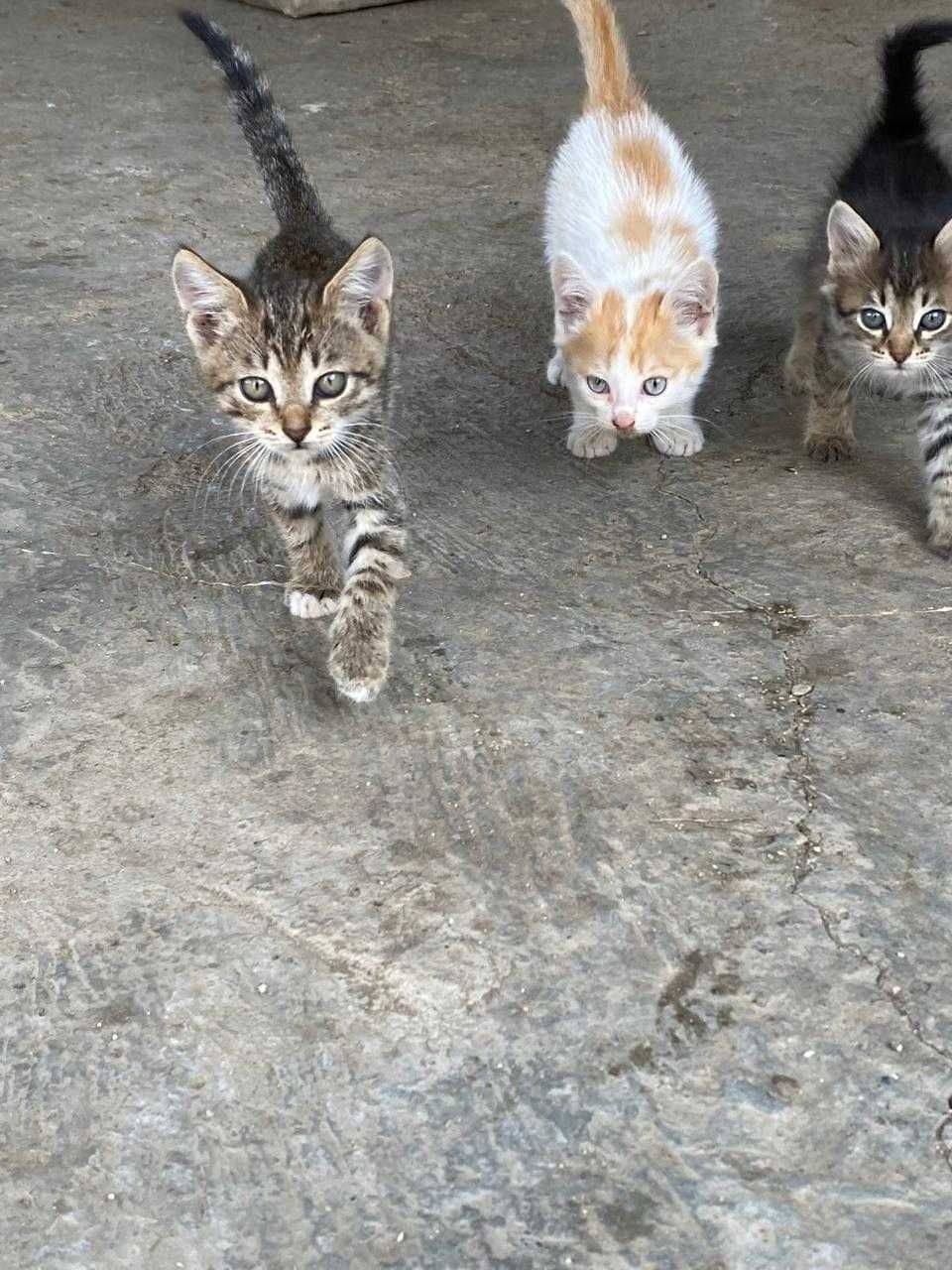 Отдам котят , можно с доставкой!