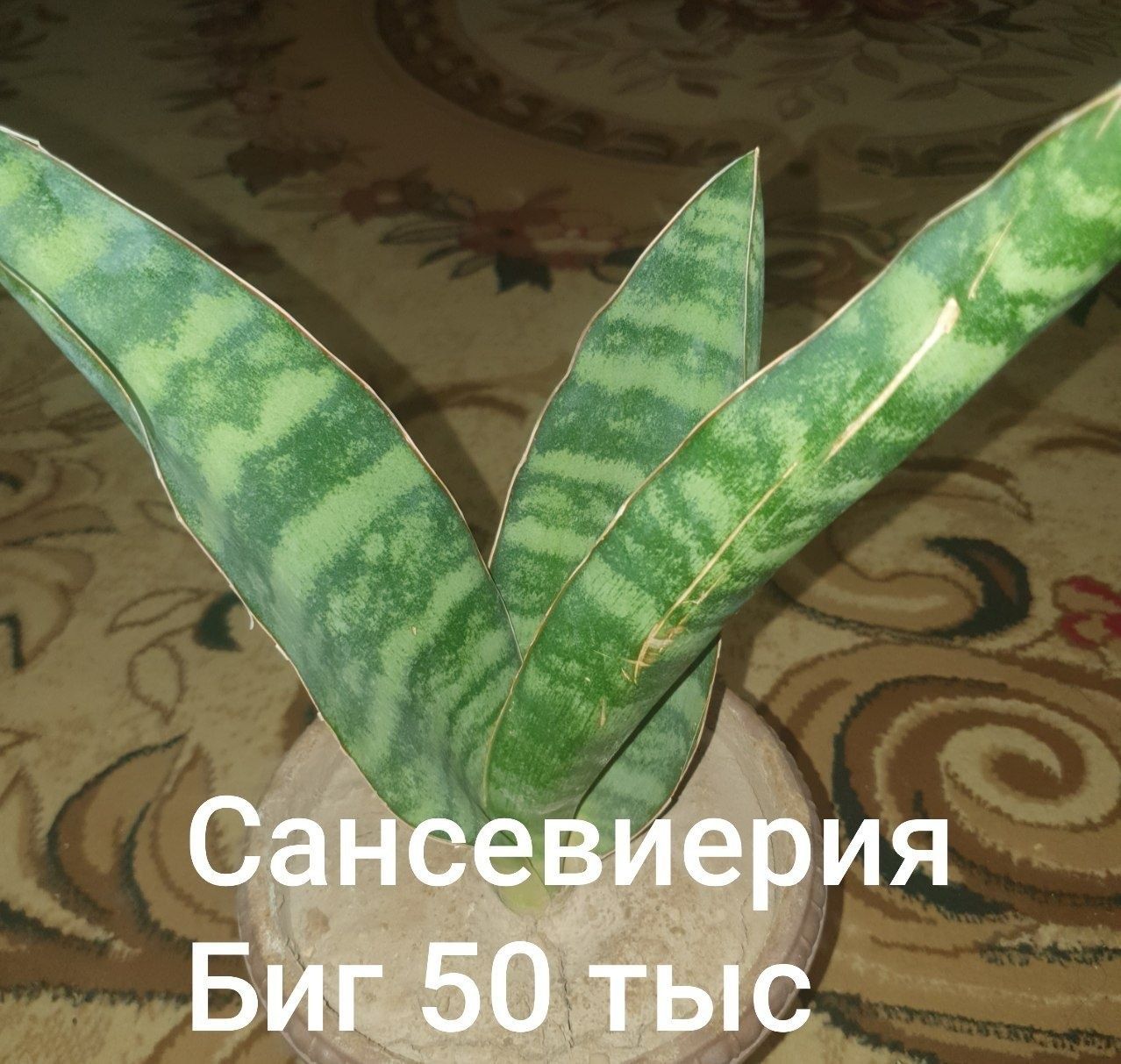 Цветы сансевиерия