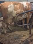 Vaca baltată românească
