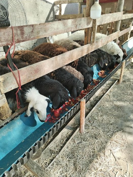 Лвлалалвдвлаалвлвлвлввь