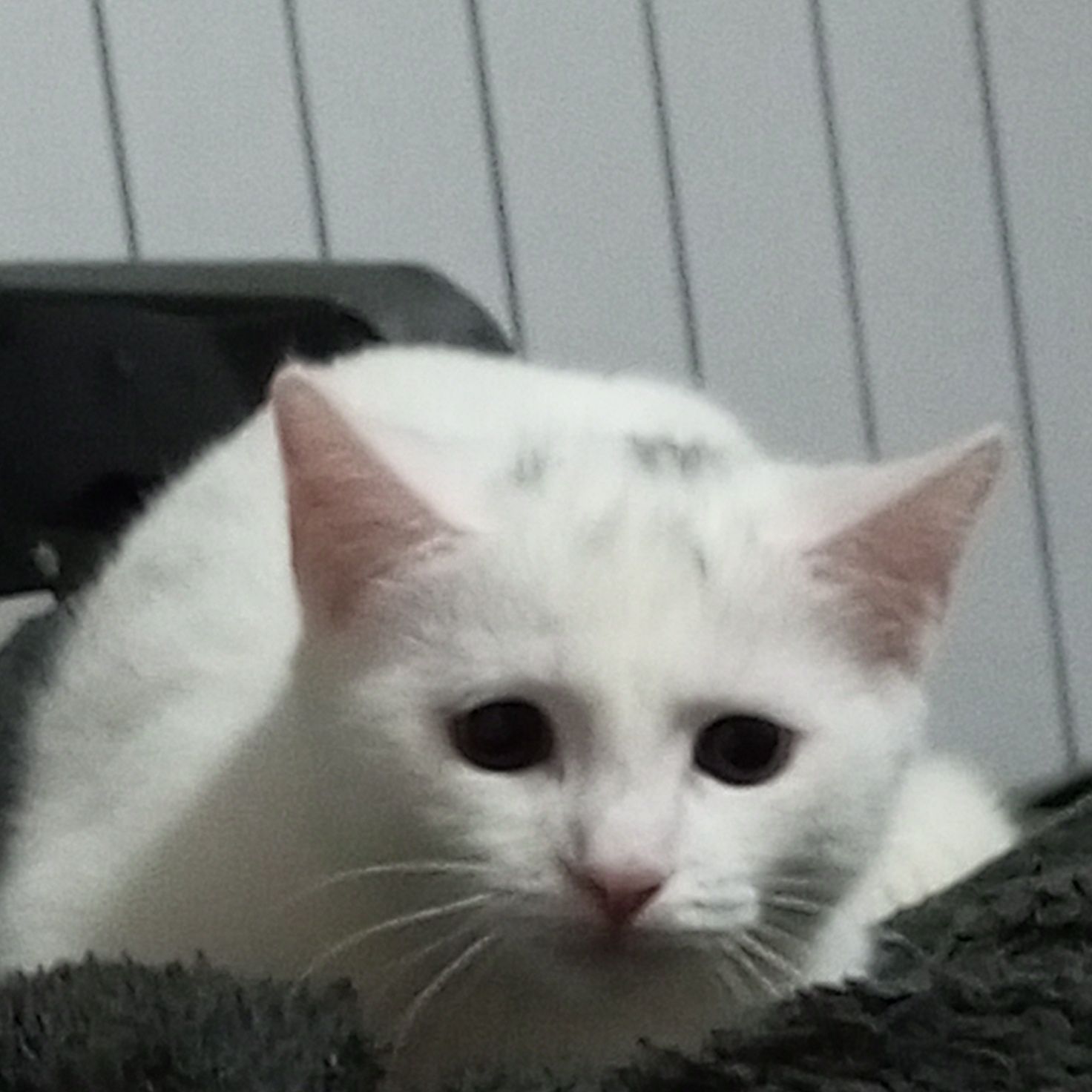 Кошечки ищят дом