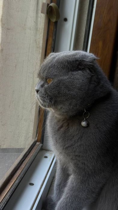 Сотилади шотландский вислоухий кот серый