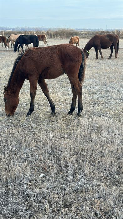 Продам телку 1,4