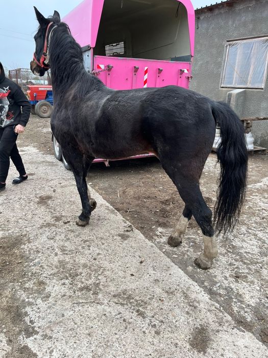 Vand schimb cal 30milioane