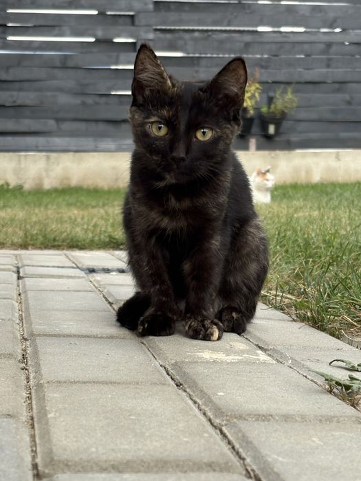 Pic si Poc isi cauta casuta - pisoi spre adoptie