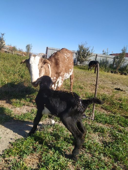 Она бола Эчки срочно сотилади