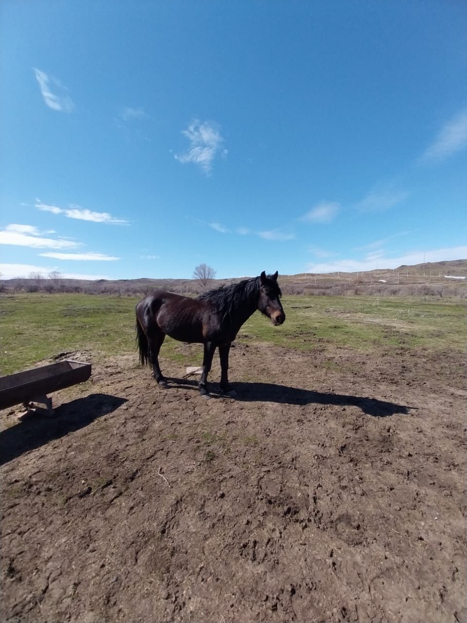 Продам жеребца Айгыр сатылады