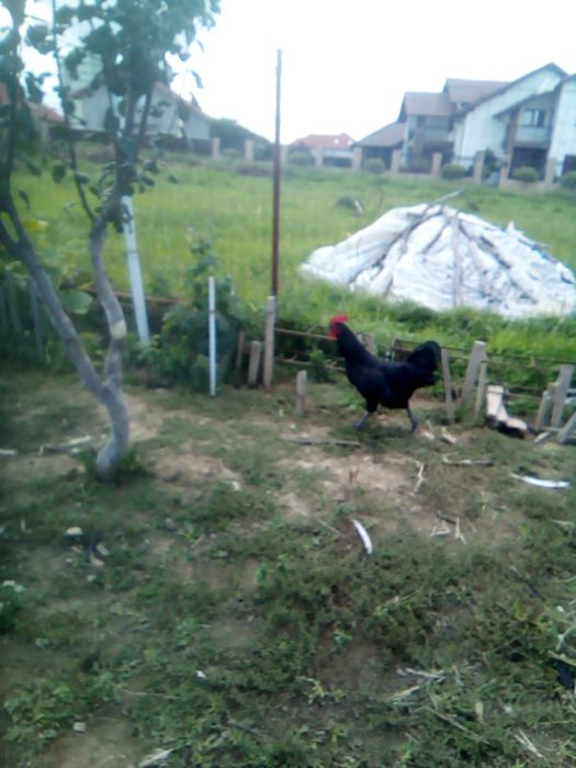 Cocosi Austrolop Negru din primavara