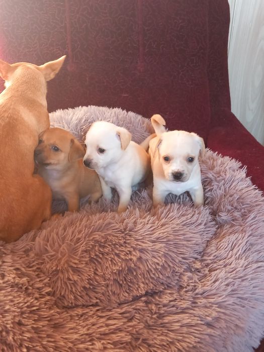 Чихупинчери. Три момчета.