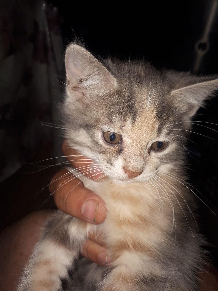 Кошки кошки кошки отдам в хорошие руки кошек своих замечательных есть