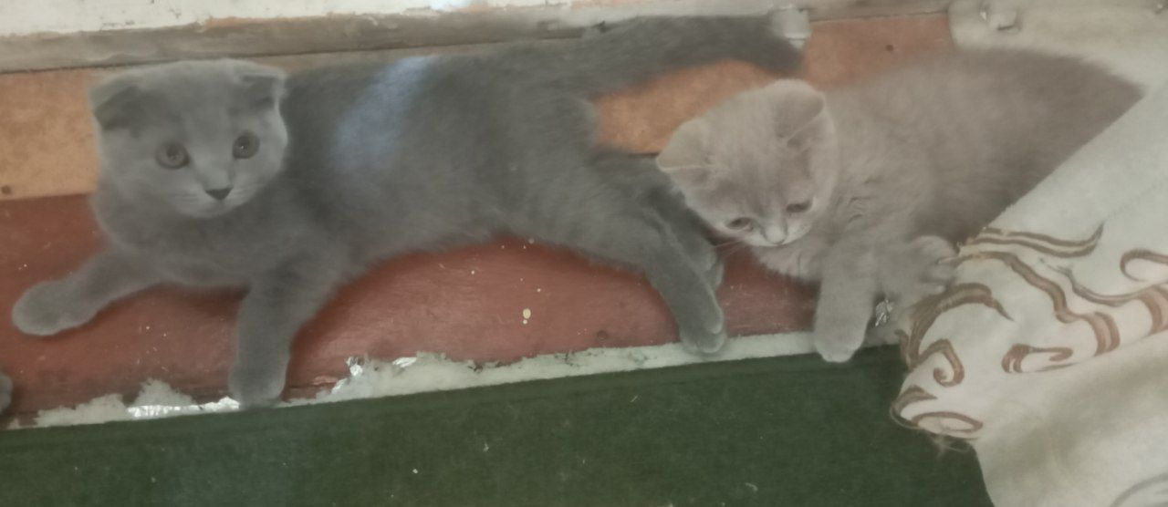 Продается котёнок