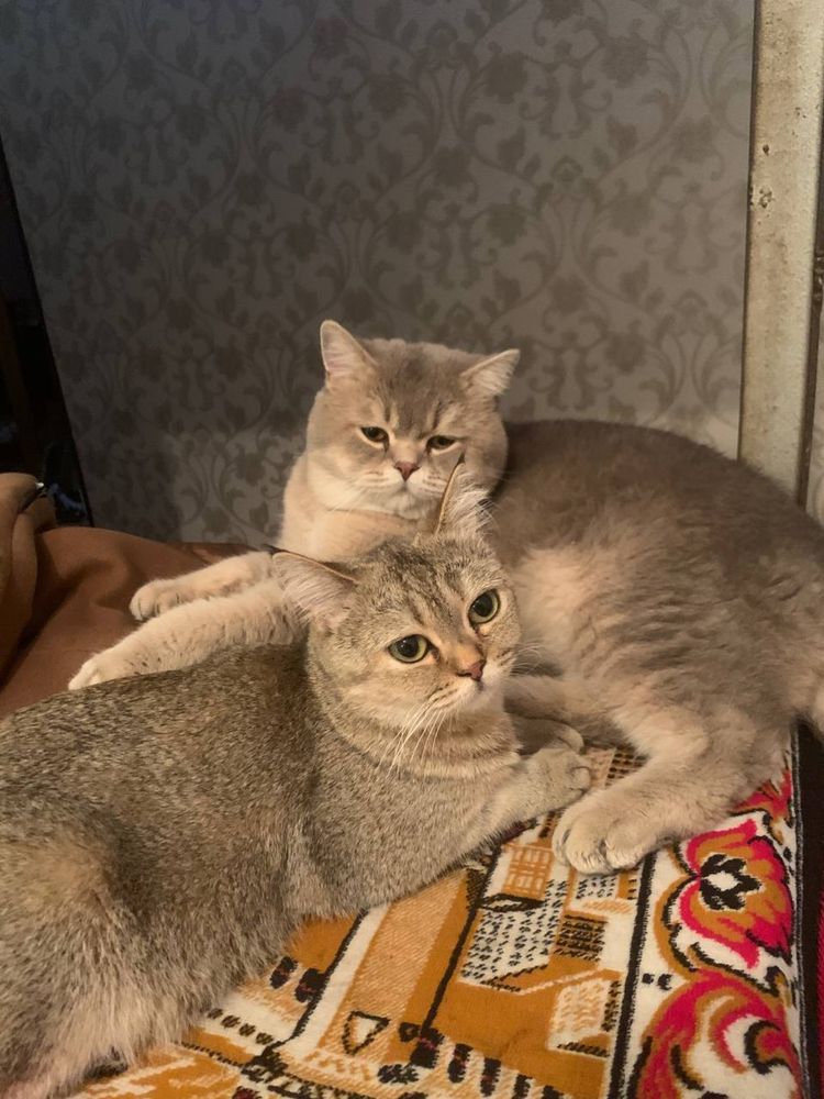 Шиншила британская