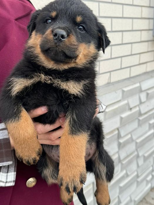 Ротвейлер щенки.