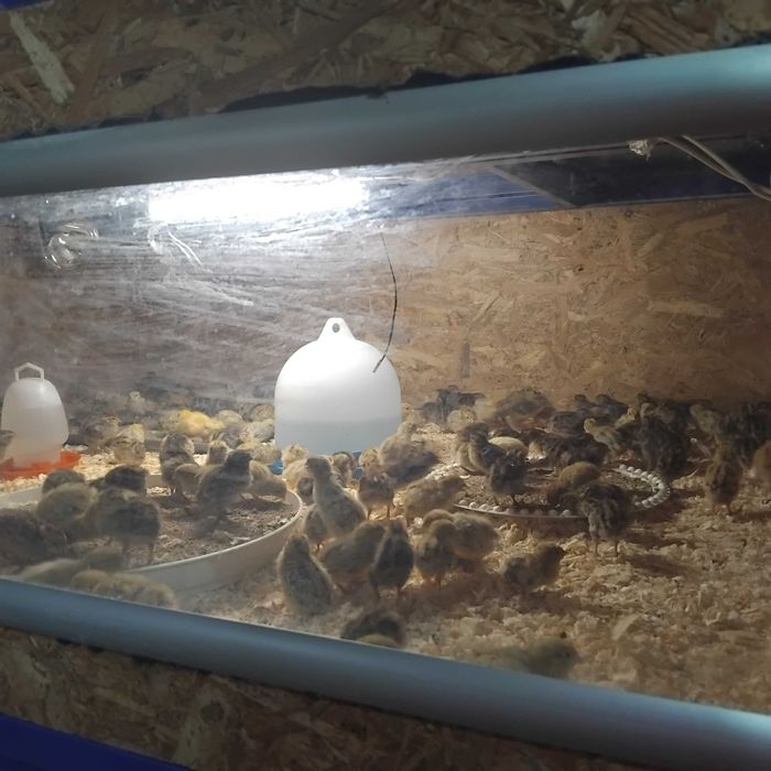 Продавам пъдпъдъци
