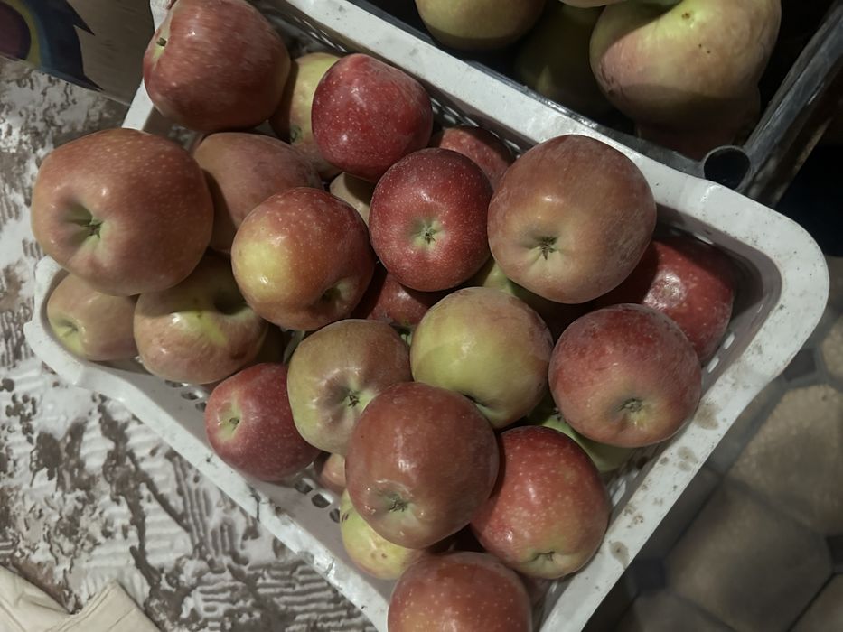 Olma optom narxlarda 7000 so’m