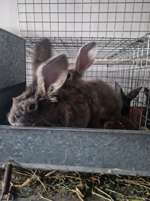 Куёнлар уй шароитида бокилган