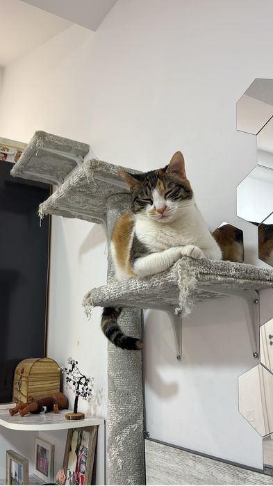 Dau spre adoptie pisicuta