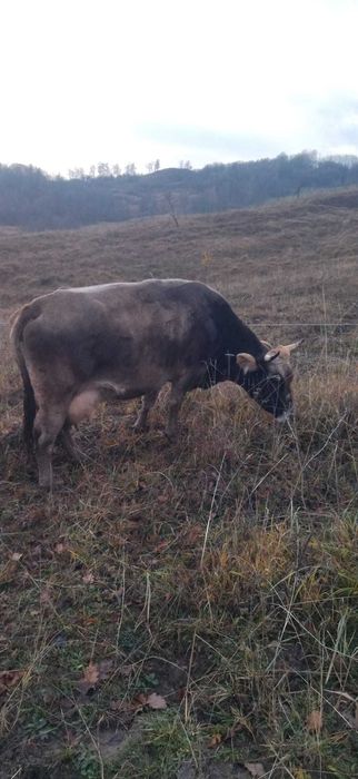 Vacă de vânzare PREȚ NEGOCIABIL