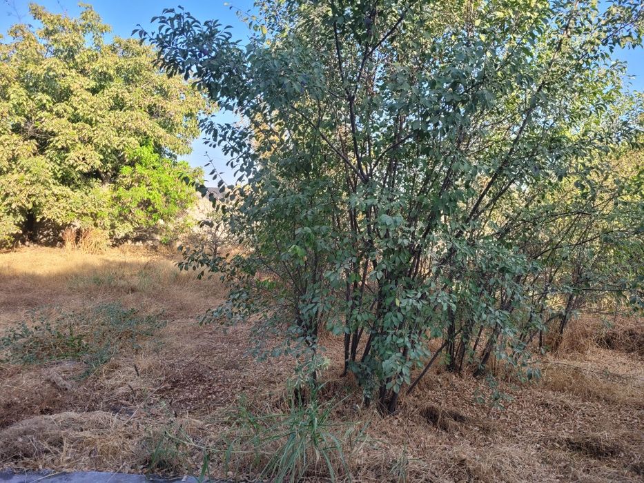 Земельный участок Новый Ташкент. Yer Yangi Ozbekiston. Yengi Toshkent