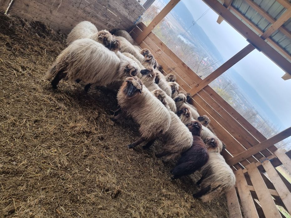 Vind miei de anul acesta