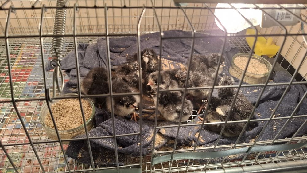 Ouă, Cocosi Jersey Giant,, Cocosi Sussex si Playmount.