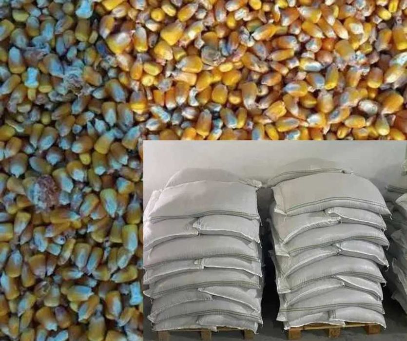 Vand porumb boabe ambalat la sac