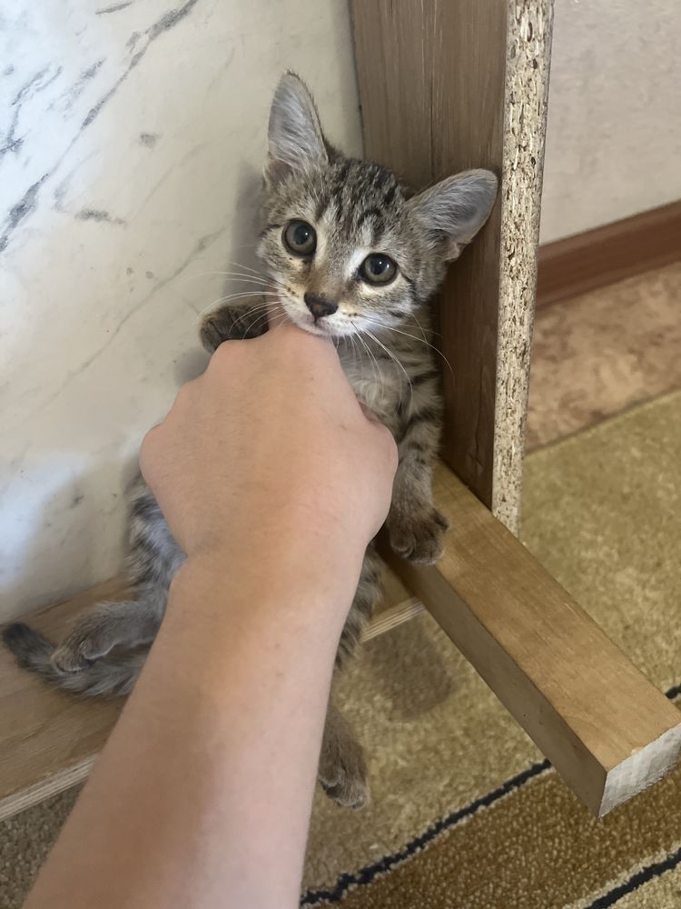 Отдам котят в добрые руки