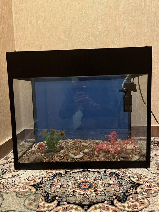 Baliqlar uchun Akvarium 50 L | Аквариум для рыб (Рыбный Аквариум)