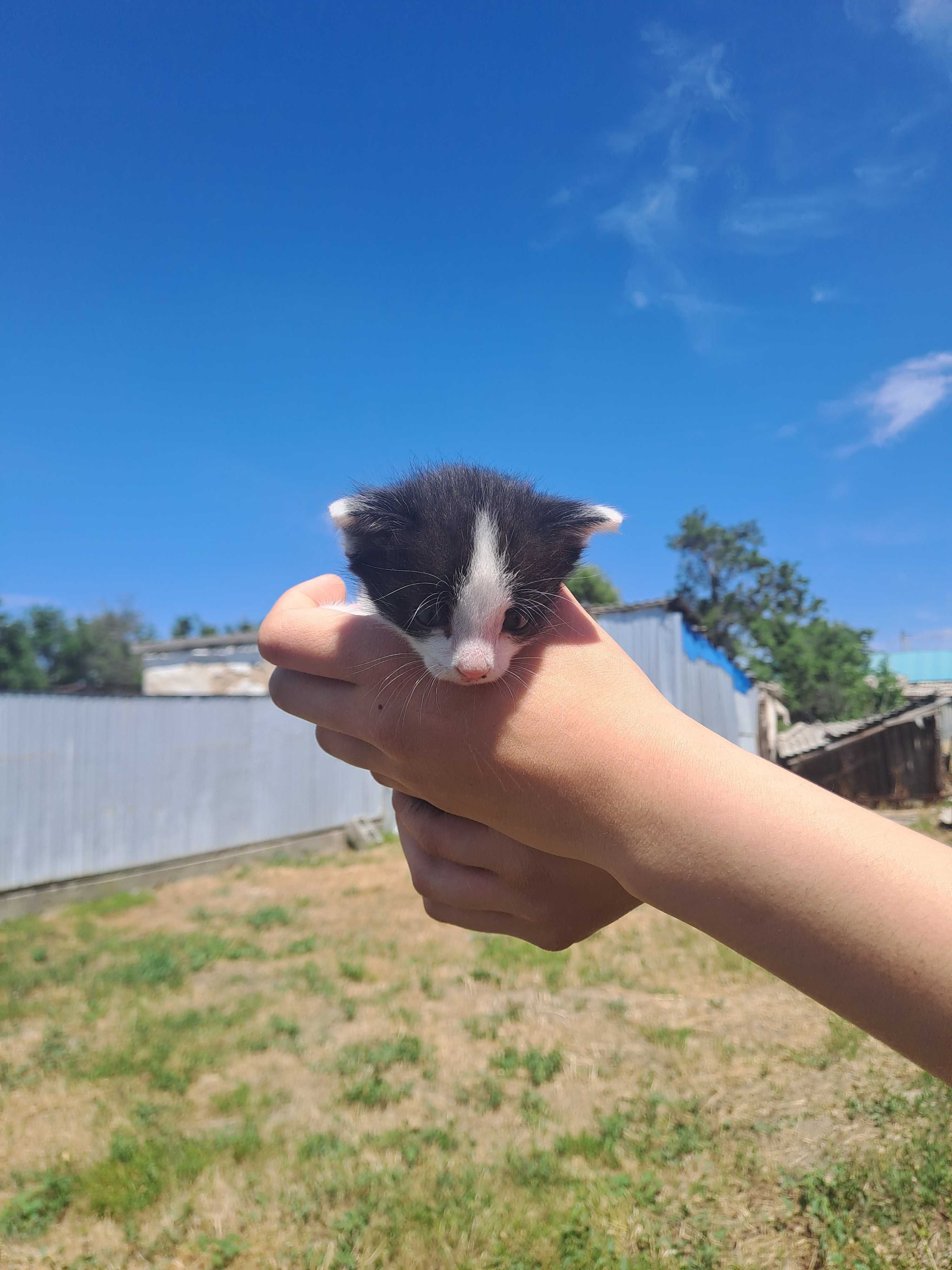 Котята бесплатно