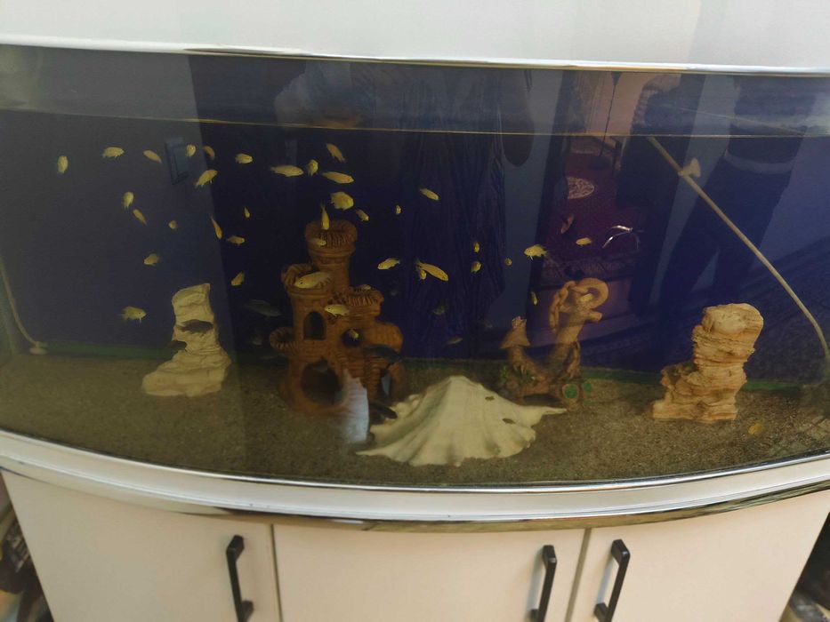 Продам большой аквариум вместе с рыбами