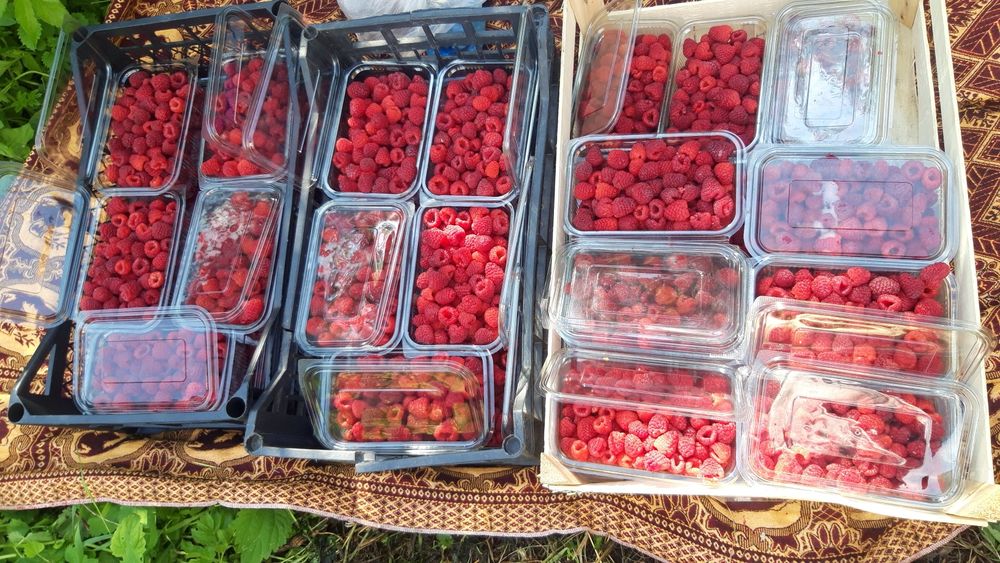 Drajoni de zmeură remontanta  de  vînzare