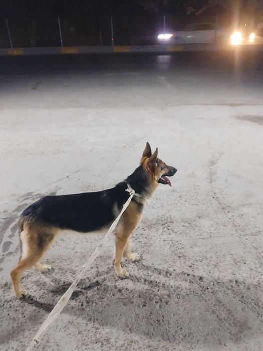 Diqqat eksklyuzif super elon