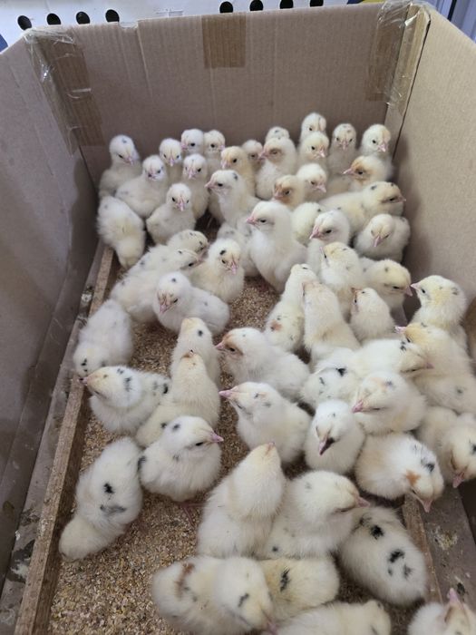 Сертухум Макён Хай-лайн жужалари сотилади