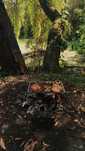 Gratar pliabil pentru camping, bushcraft, 30x20cm