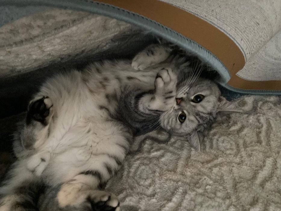 Отдам бесплатно