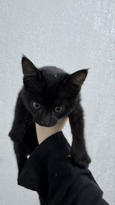 Отдам котенка в добрые руки
