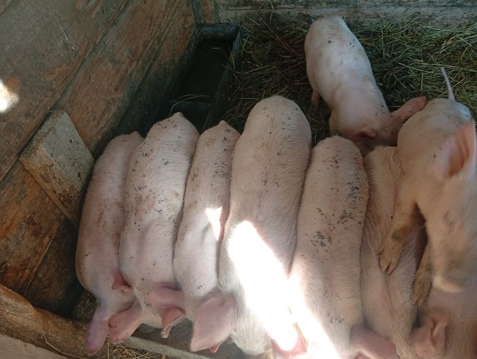 Masa de crăciun 500 bucata