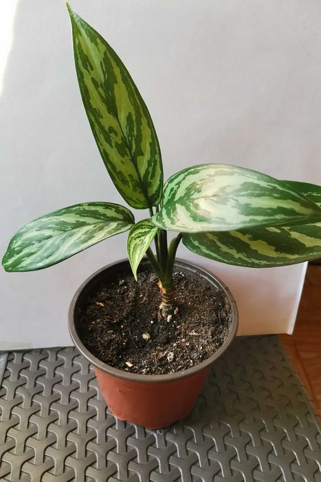 Аглоанема, очень неприхотливое комнатное растение