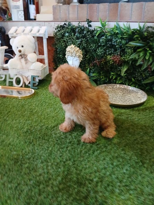 Cavapoo – cățeluș adorabil, blând și inteligent