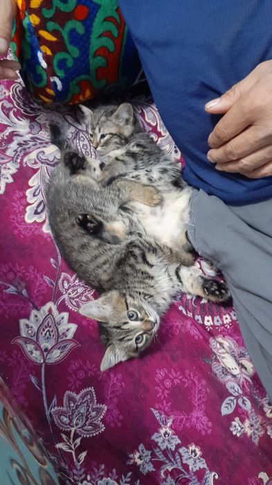 Отдам даром катёнов