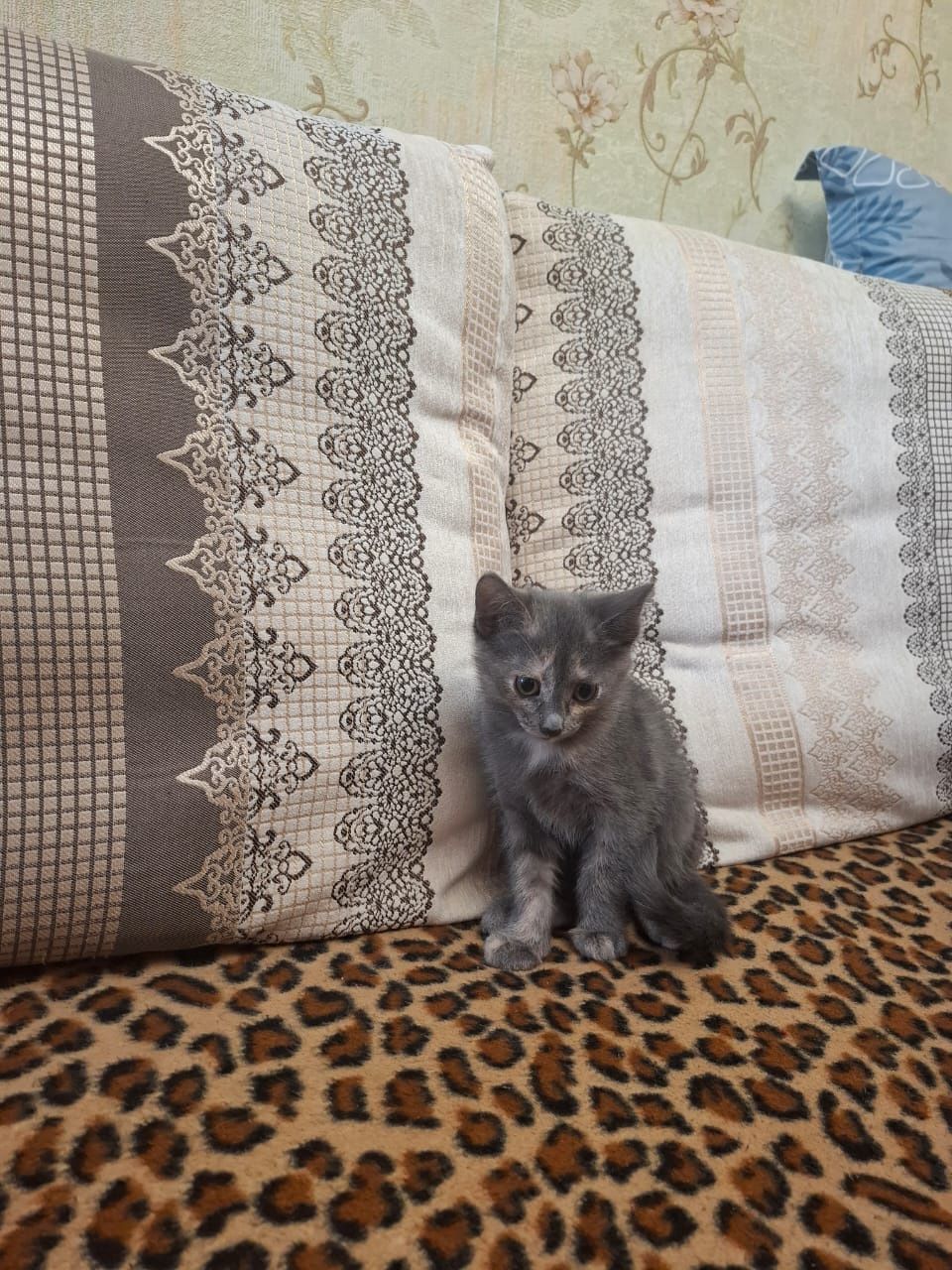 Отдам котят, двух девочек в добрые руки