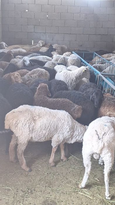 Баран Кой токты продам г.Алматы
